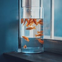 Avatar de Mai Xuân Trang